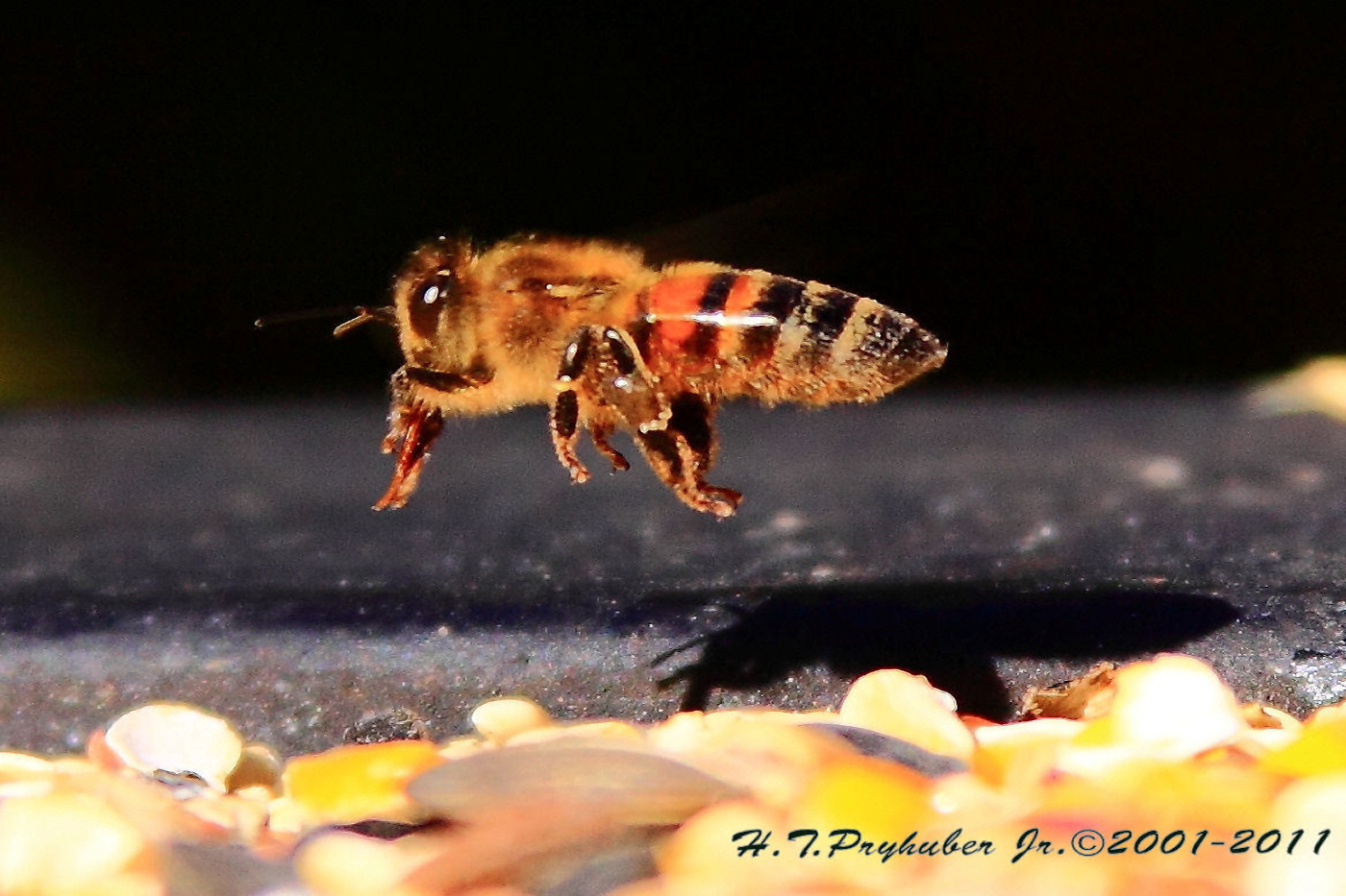 Seed Bee